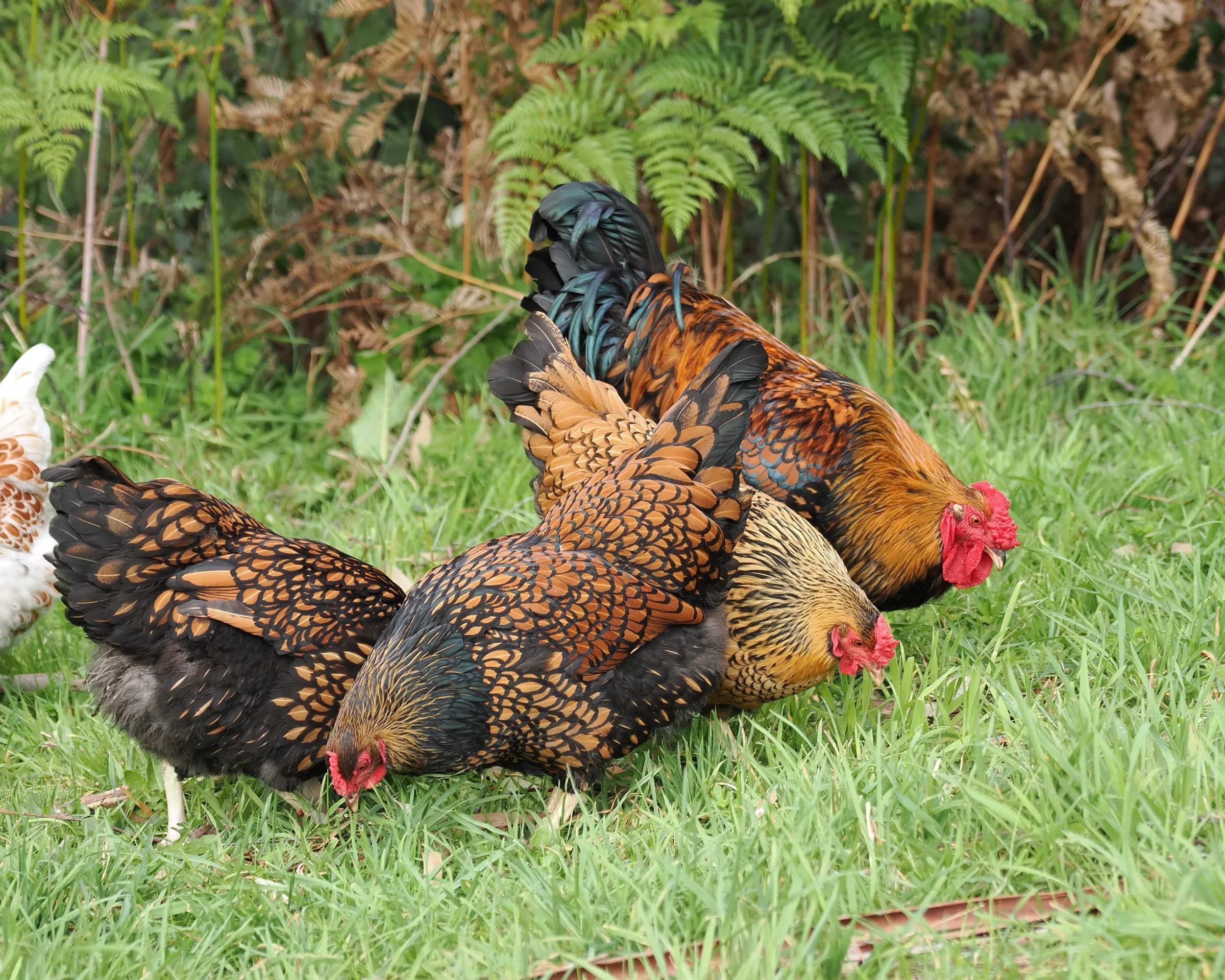 A rooster and hens from our Wyandotte group