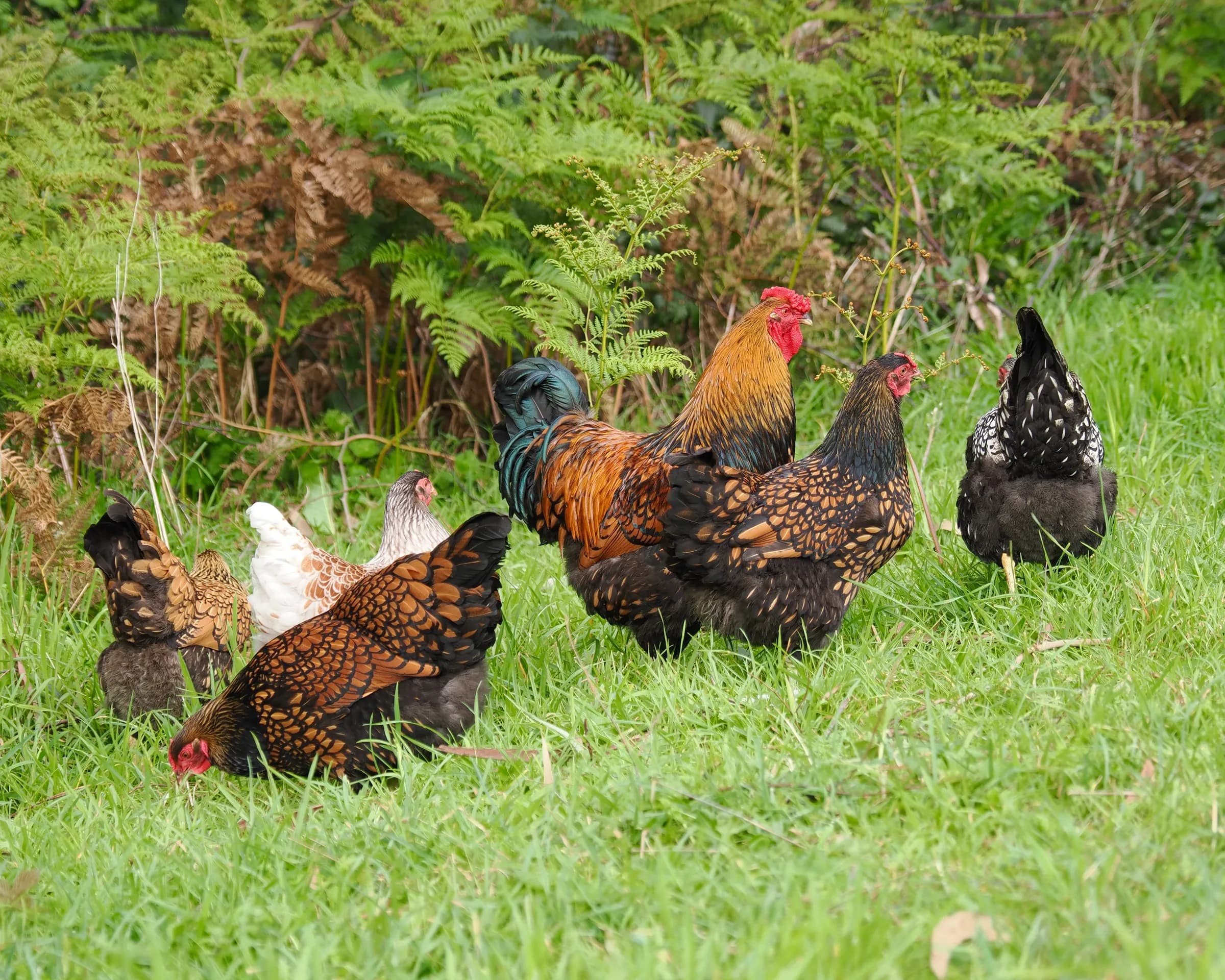 A rooster and hens from our Wyandotte group among the ferns