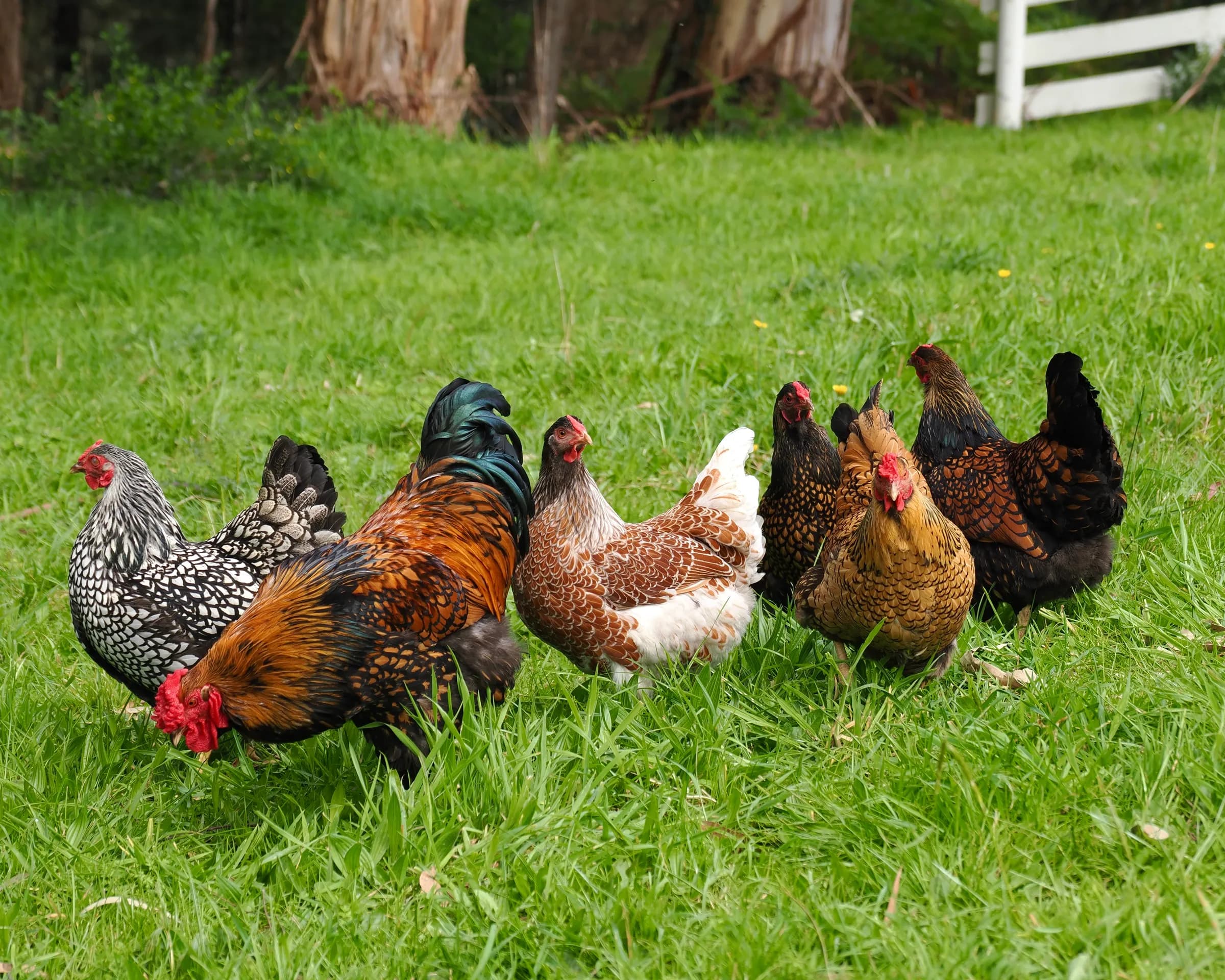 Our mixed Wyandotte breeding group: a rooster and six laced hens